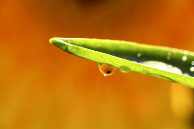 Close-up of insect on leaf