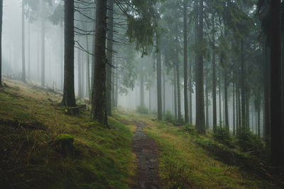 Trees in forest