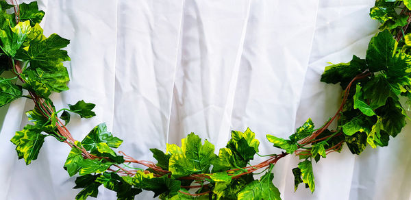 Close-up of potted plant on white curtain background