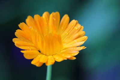 Close-up of yellow flower