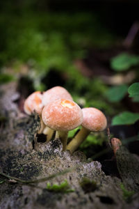 Close-up of mushroom growing on field