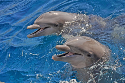 Two dolphin in the sea