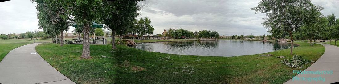 Trees in park