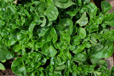 Full frame shot of green leaves