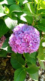 Close-up of pink flowering plant