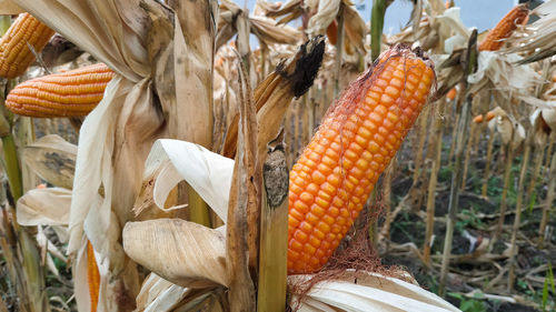 Close-up of fresh vegetables