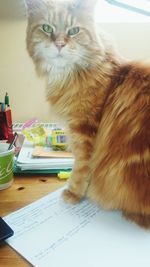 Close-up of cat sitting on table