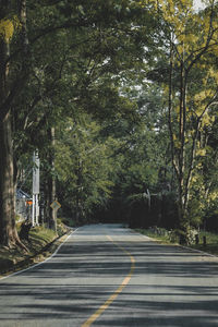 Empty road in forest
