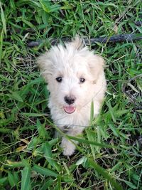 High angle portrait of a dog on field