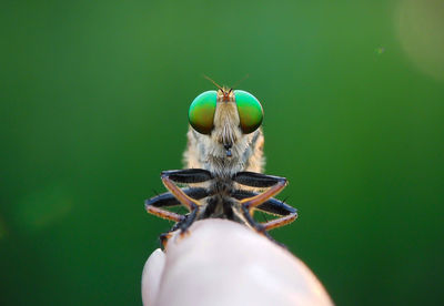 Close-up of insect on hand