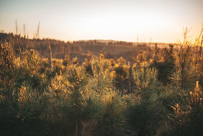 Plants growing on field against sky during sunset