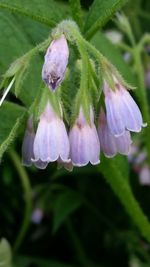 Close-up of purple flowers