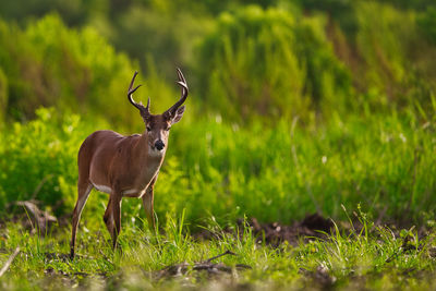 Deer standing on field