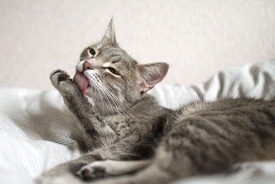 Cat lying on bed