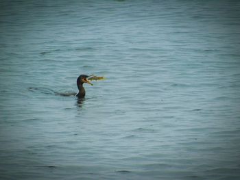 High angle view of cormorant caught fish in lake