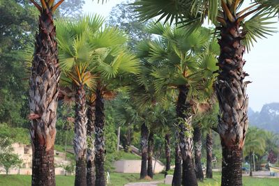 Palm trees by plants against sky