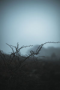 Low angle view of bare tree against clear sky