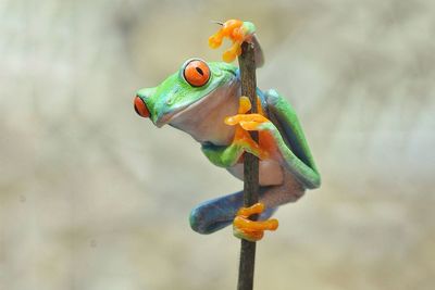 Close-up of frog on plant