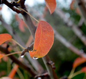 Close-up of orange leaves on plant