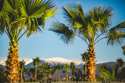 Green palm trees against the backdrop of mountain peaks in the snow