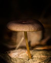 Close-up of mushrooms