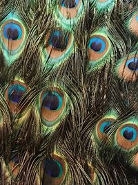 Full frame shot of peacock feathers