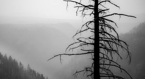 Silhouette tree against sky during foggy weather