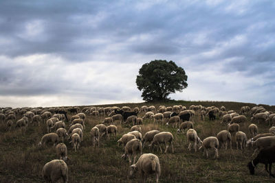 Flock of sheep on landscape against sky