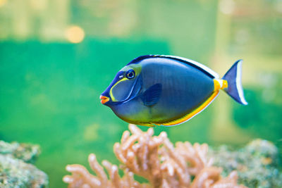 Close-up of fish swimming in sea