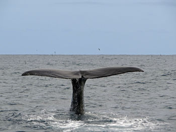 Humpback whale diving into sea against sky