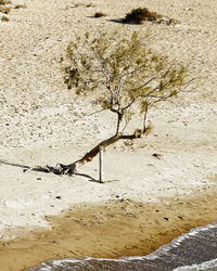 Close-up of lizard on tree