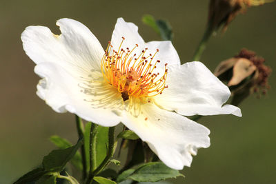 Close-up of white flowering plant