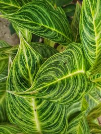 Full frame shot of fresh green leaf