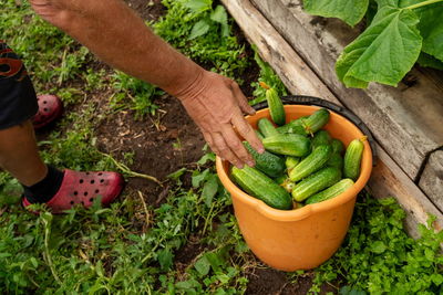 A man's hand puts in a bucket fresh cucumbers just picked from the garden on a summer day.