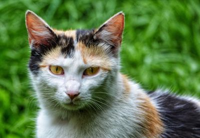 Close-up portrait of a cat