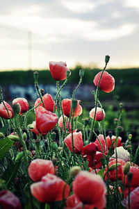 Close-up of red poppy flower