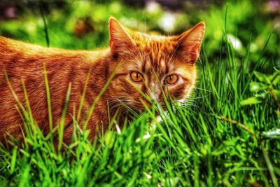 Portrait of cat on field