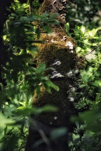 Close-up of moss growing on tree trunk