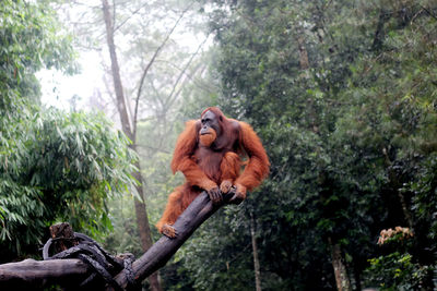 Orangutan in indonesia during rainy season