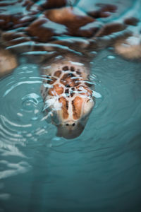 High angle view of turtle in sea