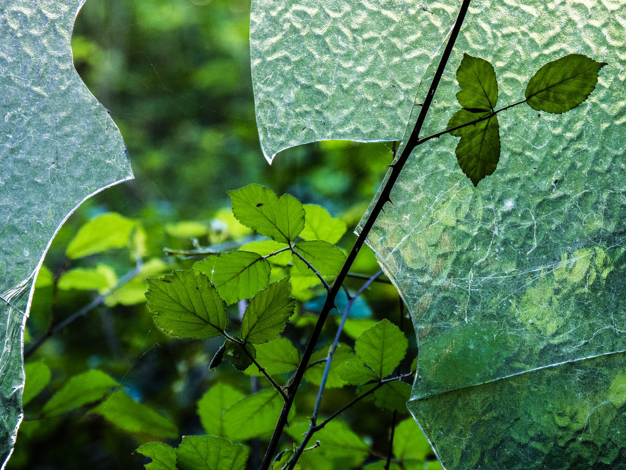 CLOSE-UP OF WET LEAVES ON TREE