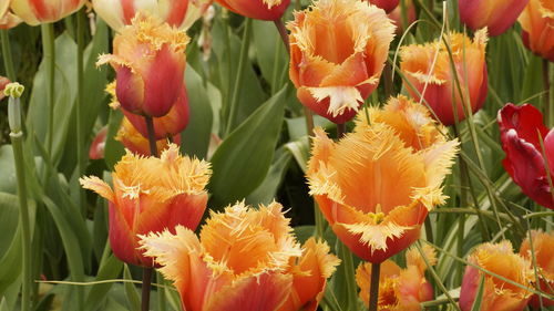 Close-up of fresh orange tulips blooming in park