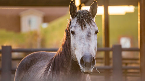 Gray horse with white head standing in stable area during golden hour.