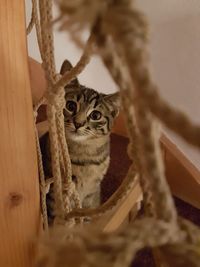 Close-up portrait of cat