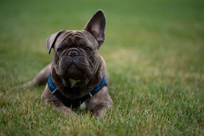 Portrait of a dog on field