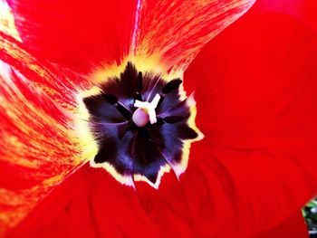 Close-up of red hibiscus blooming outdoors