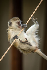 Vervet monkey almost falls from tent rope