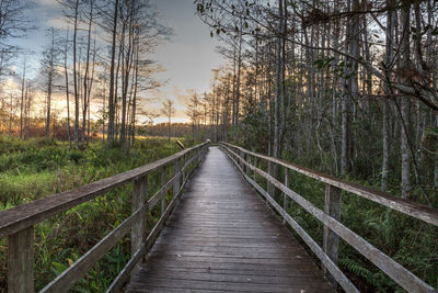 View of footbridge in forest