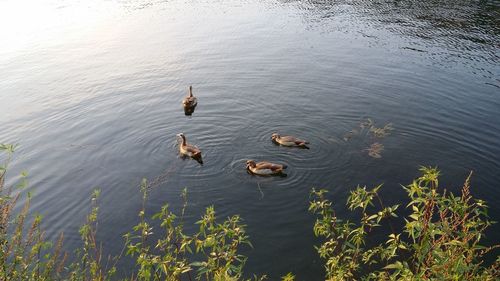 High angle view of ducks swimming in lake