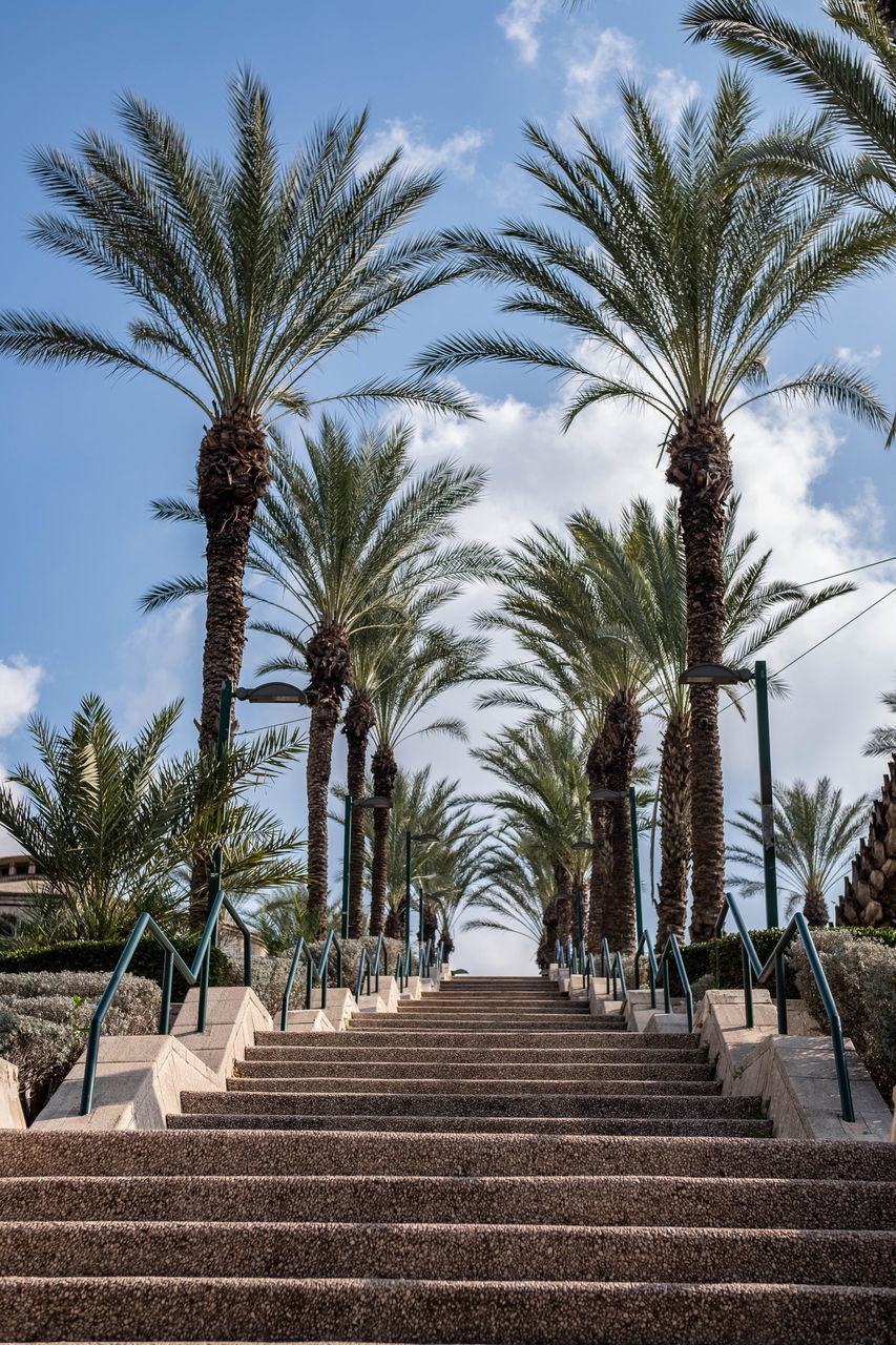 LOW ANGLE VIEW OF PALM TREES BY PLANTS AGAINST SKY